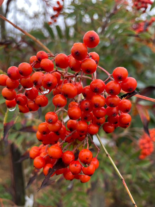 Sorbus Commixta