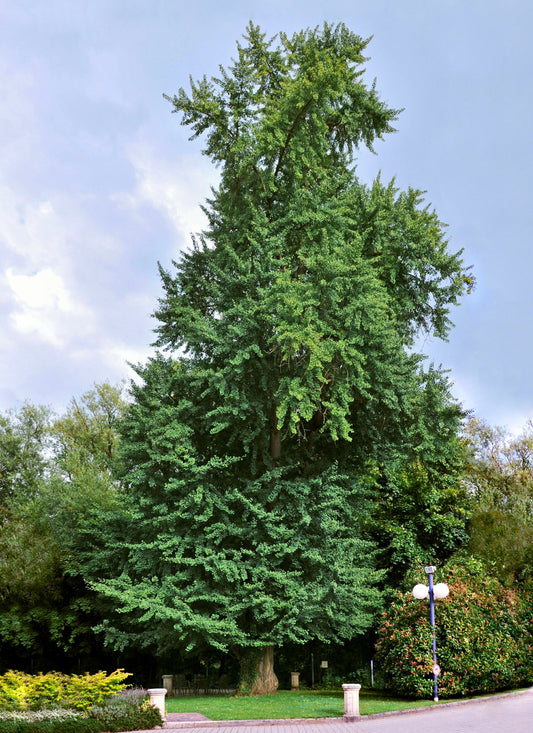 GINKGO - Ginkgo Biloba