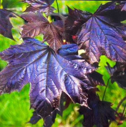 Acer - Crimson Sentry