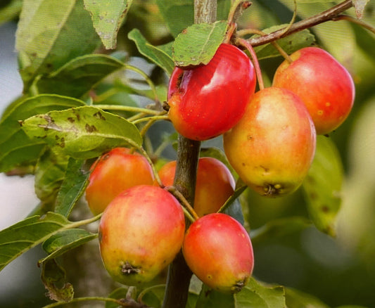 Crab Apple - Malus John Downie