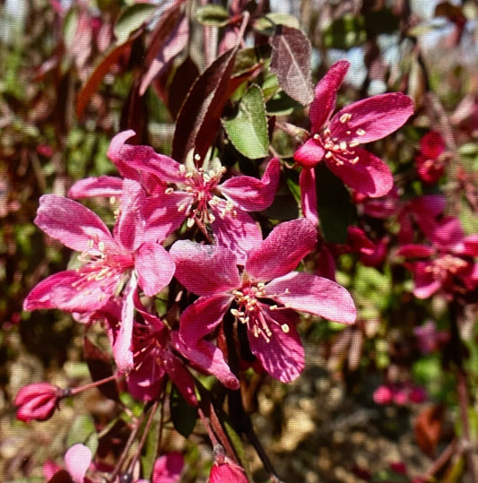 Crab Apple - Malus Weeping Royal Beauty