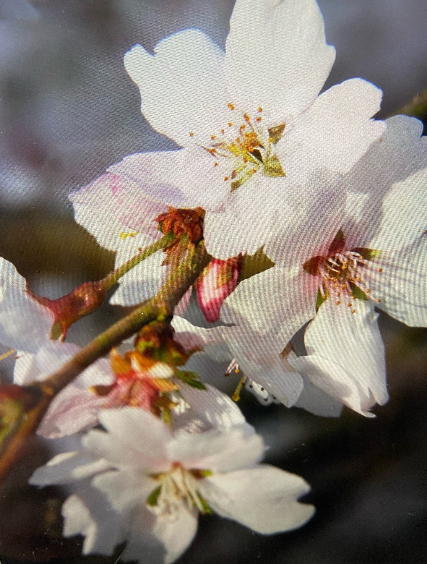 Flowering Cherry - Prunus Autumnalis White