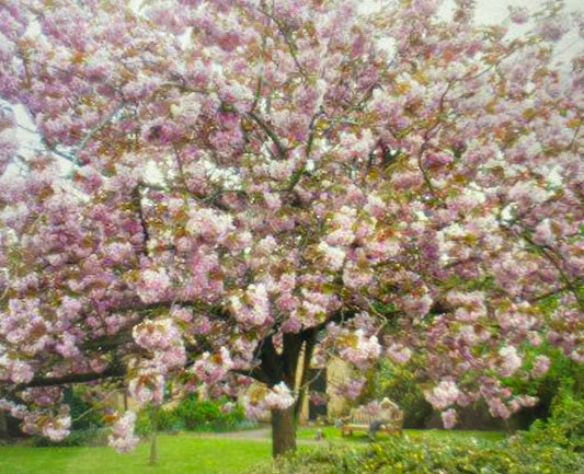 Flowering Cherry - Prunus Kanzan