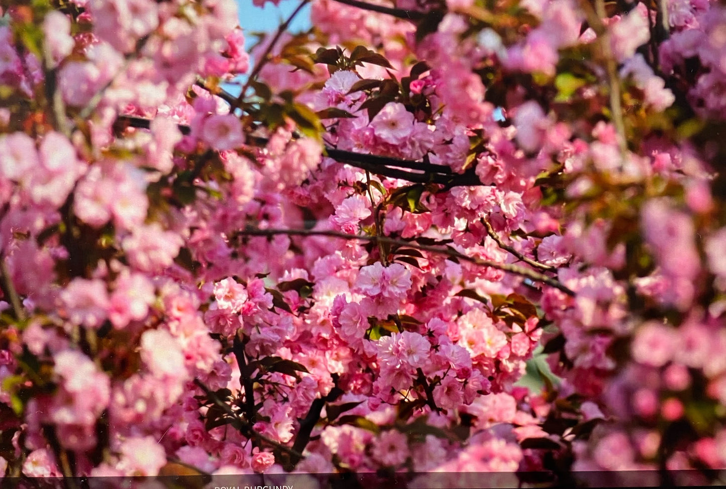 Flowering Cherry - Prunus Royal Burgundy