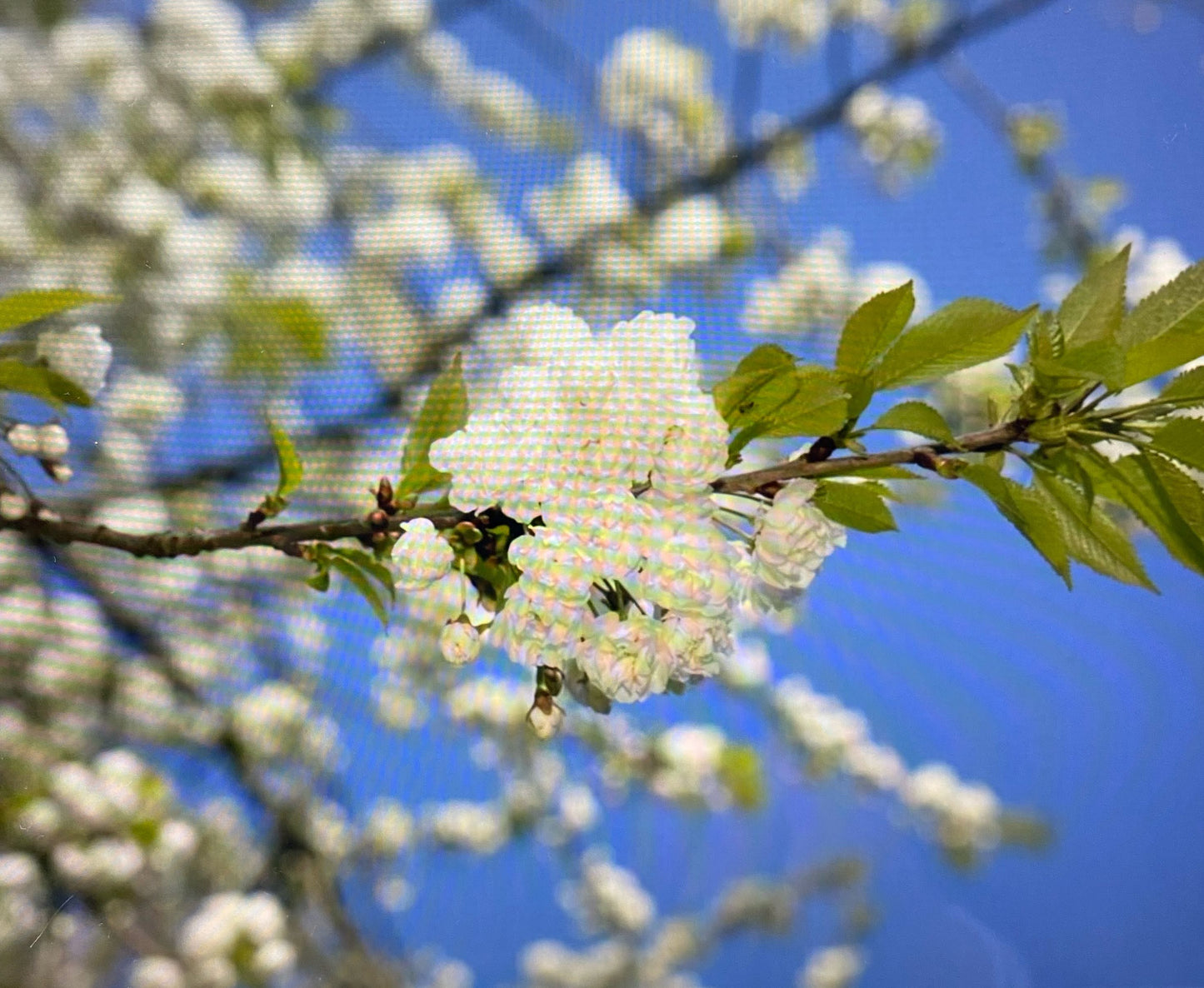 Flowering Cherry - Prunus Avium Flora Plena