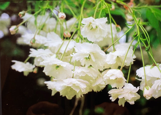 Flowering Cherry - Prunus Avium Flora Plena