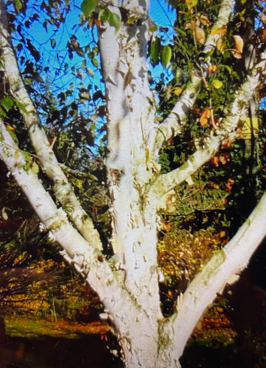 Birch - Betula Snow Queen