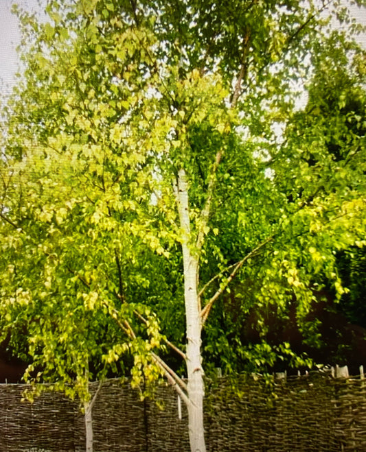 Birch - Betula Golden Beauty