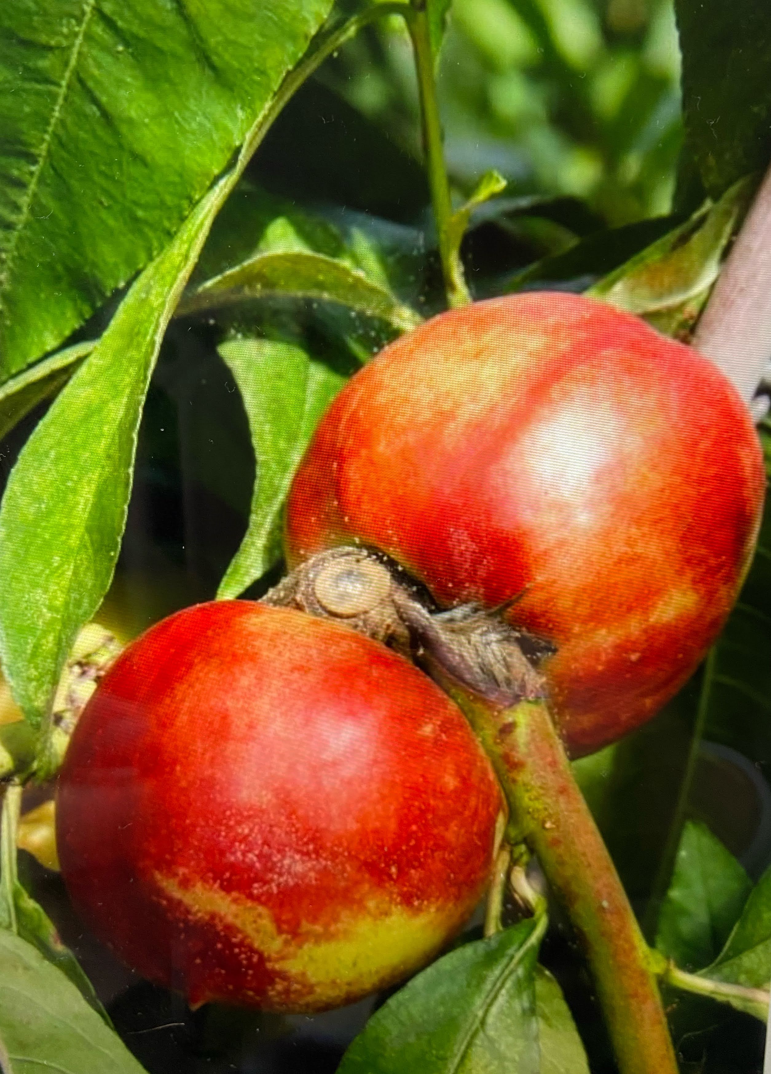 Nectarine Lord Napier Birds Farm Trees