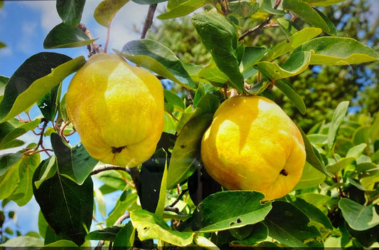 Quince - Meech's Prolific