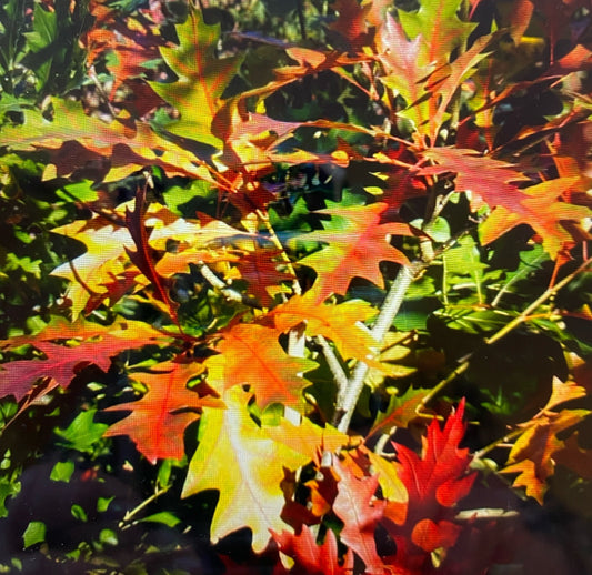 Oak - Regal Price Oak