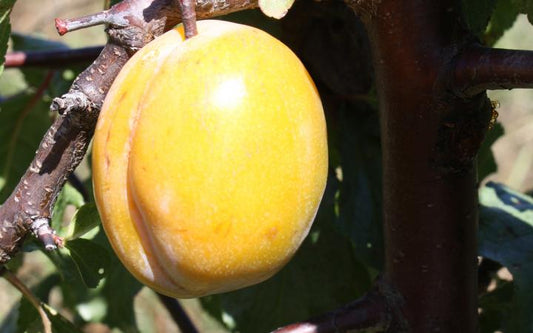 Plum - Coe's Golden Drop