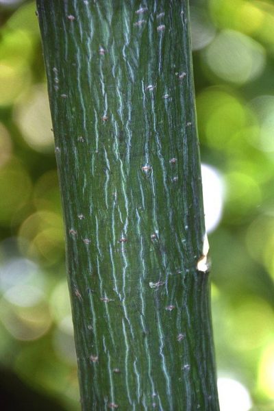 Acer Caudatifolium
