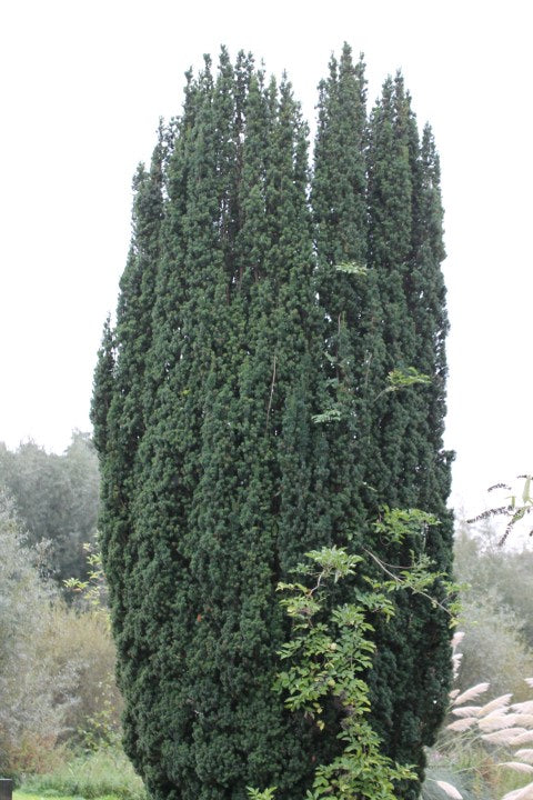 Taxus Baccata - Yew
