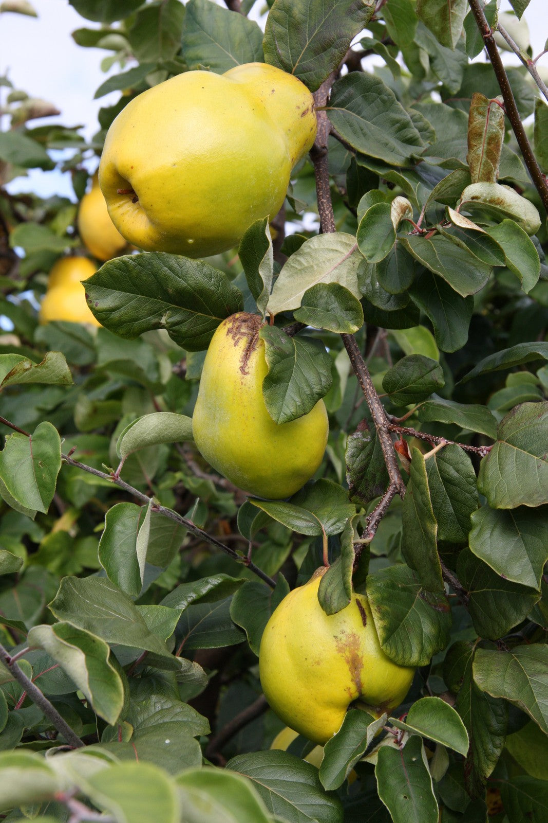 Quince - Champion – Birds Farm Trees