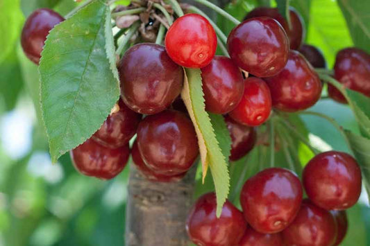Patio Tree - Cherry