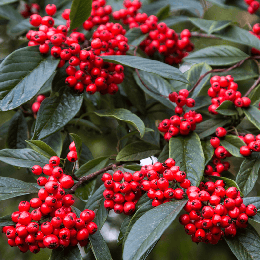 Cotoneaster - Cornubia