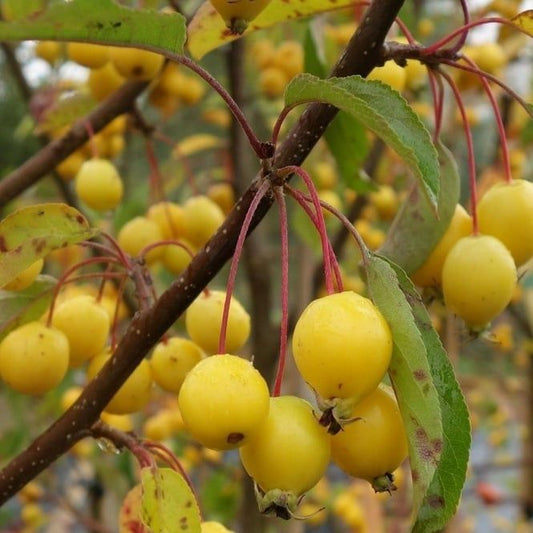 Crab Apple - Malus Comtesse de Paris