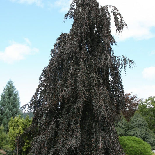 Beech - Midnight Feather