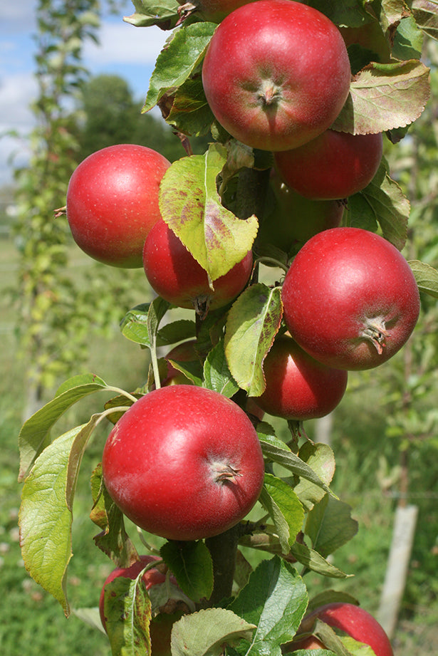 Apple - George Cave – Birds Farm Trees