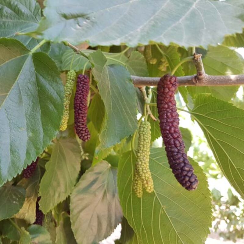MULBERRY - Giant Fruit