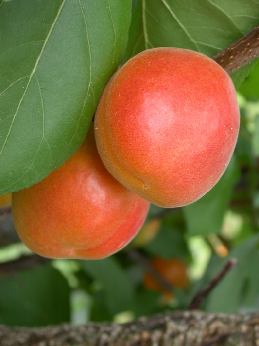Apricot - Harogem