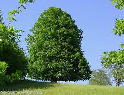 Lime - Tilia Cordata "Small Leafed Lime"