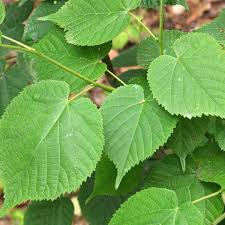 Lime - Tilia Cordata "Small Leafed Lime"
