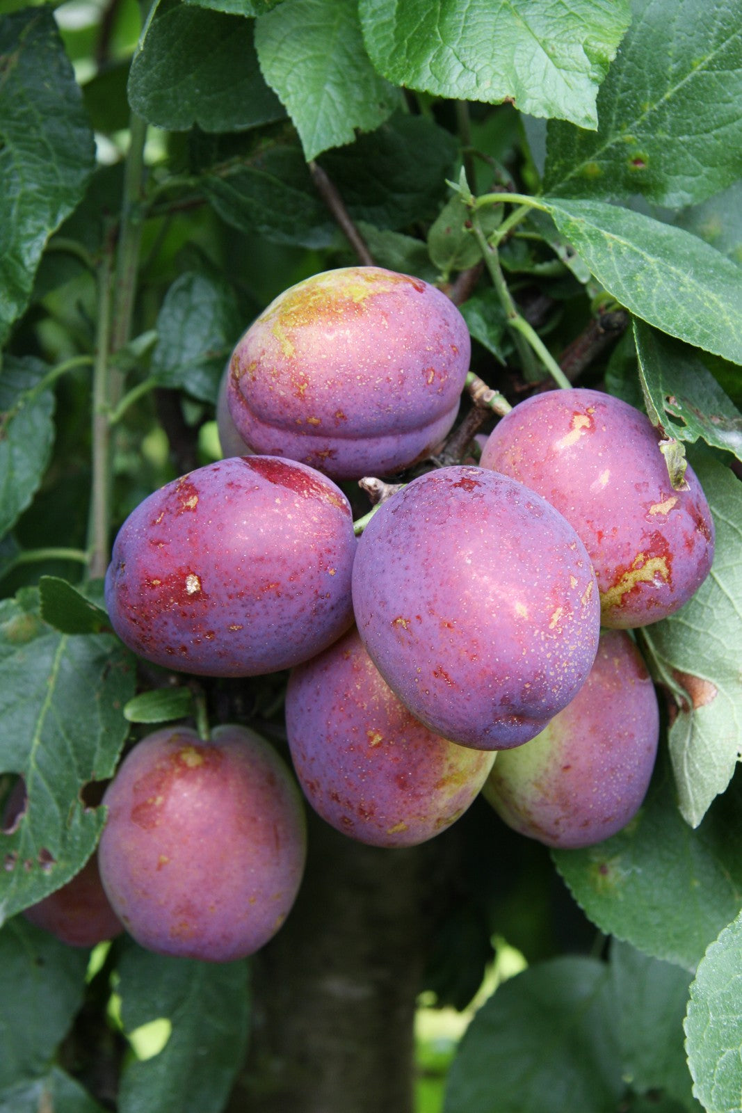 Plum - Jubilee – Birds Farm Trees