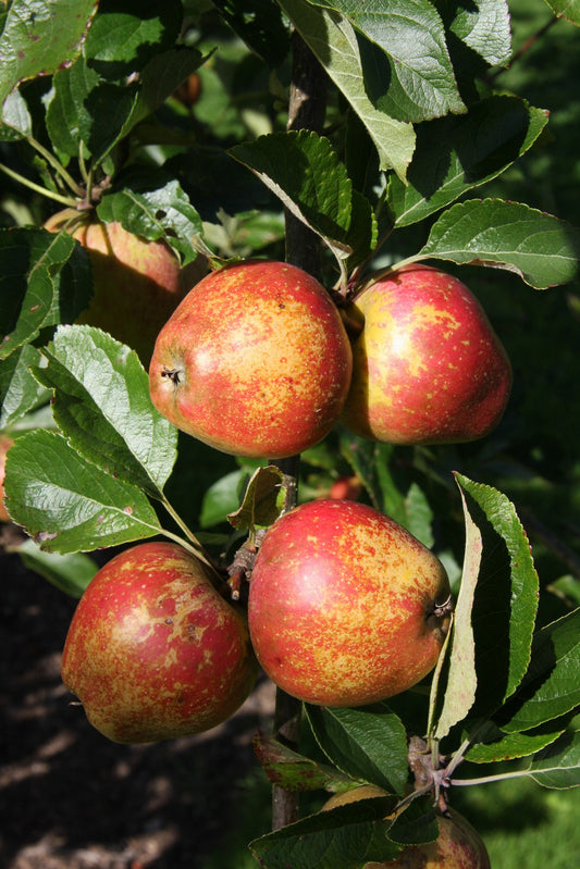 Apple - Kidd's Orange Red