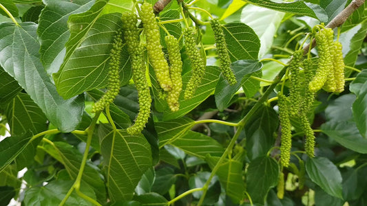 MULBERRY - Alba King's White