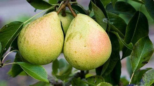 Patio Tree - Pears