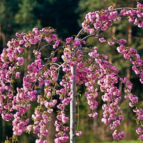 Flowering Cherry - Shidare Sakura