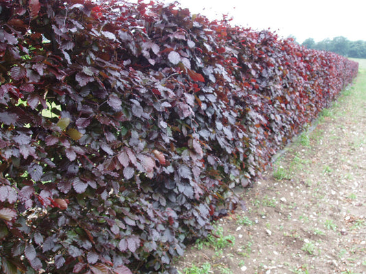 Hedge - Copper Beech