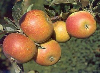 Apple - Cox's Orange Pippin Self Fertile