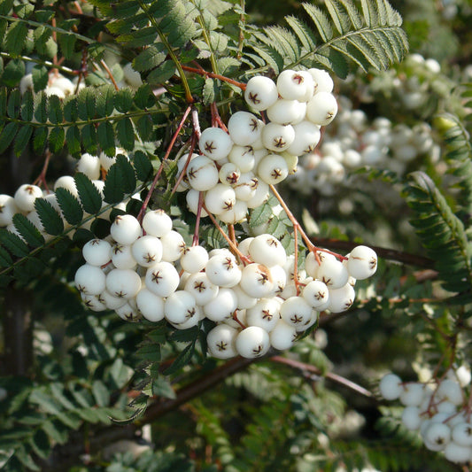 Sorbus - White Wax
