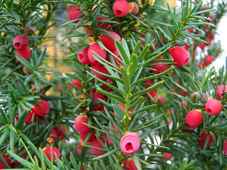 Taxus Baccata - Yew