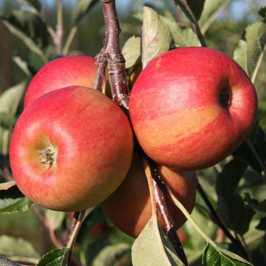 Apple - Annie Elizabeth